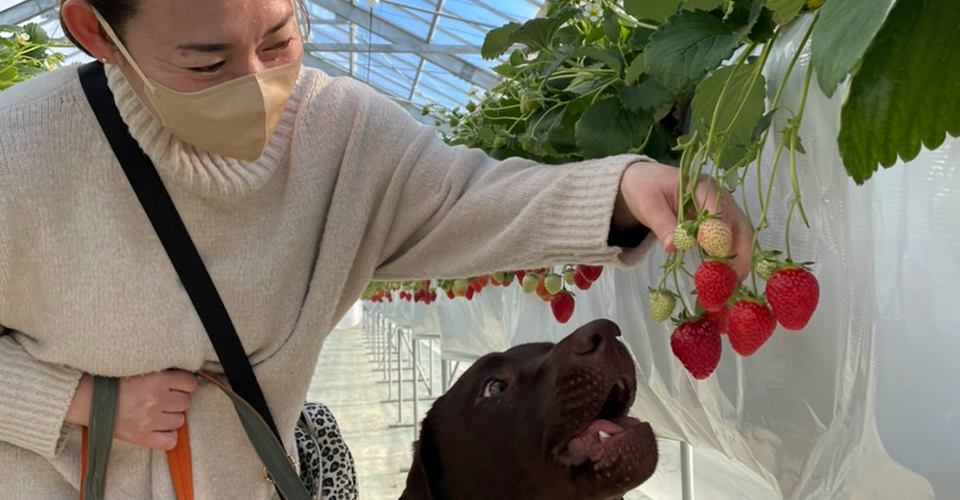 ワンちゃんといちご狩りをしているお客さん